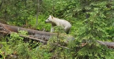 Rare White Grizzly Bear Captured On Camera In Bc Park Globalnewsca