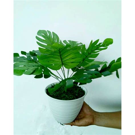 Naindo Bunga Monstera dengan Pot hiasan ruang tamu dan ...