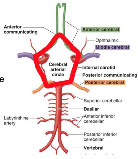 Neuroanatomy The Circle Of Willis Diagram Quizlet
