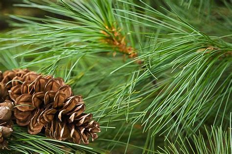 Eastern White Pine Trees For Sale The Tree Center