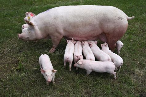Photo From Above A Sow And Her Newborn Piglets Stock Photo Image Of