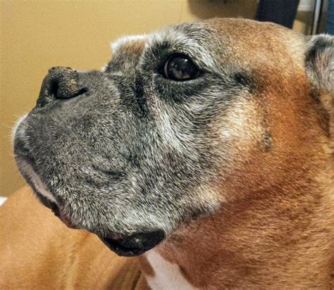 Crusty Nose Boxer Dogs Old Dogs Best Dogs