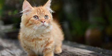 Everything You Want To Know About The Munchkin Cat Breed