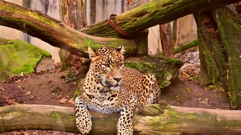 Best Zoos In Hungary Budapest Best Tour Guider