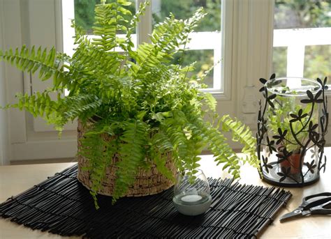 10 Plants You Can Winter Indoors Bob Vila