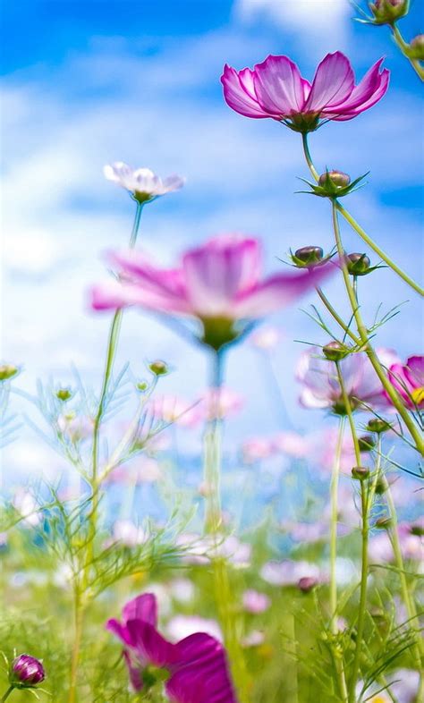 1920x1080px 1080p Free Download Full Bloom Flowers Love Nature Hd