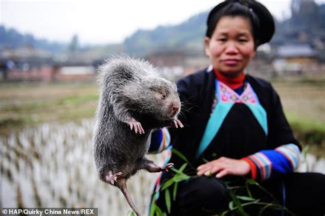Chinese Bred Huge Rats For Their Meat And Celebrated 100 Reasons To Eat