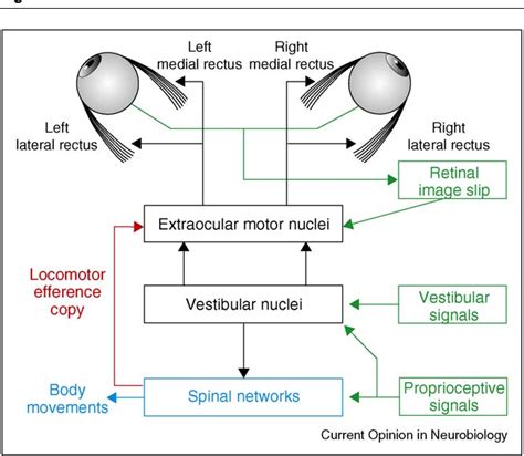 Figure 1 From Ontogenetic Rules And Constraints Of Vestibulo Ocular