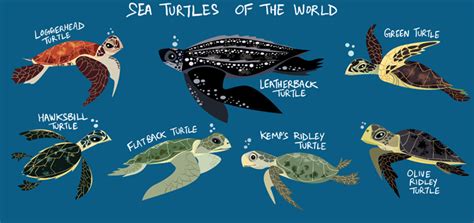 Green Humour Sea Turtles Of The World