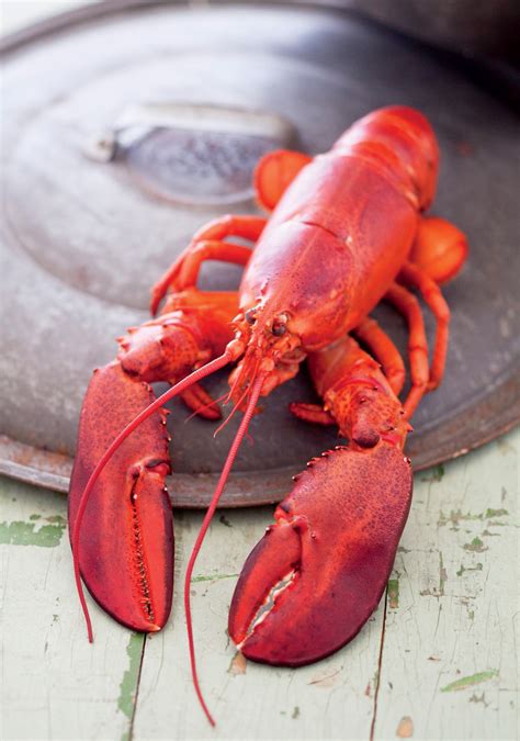 Maybe you would like to learn more about one of these? Lobster | New England's Gifts - New England Today