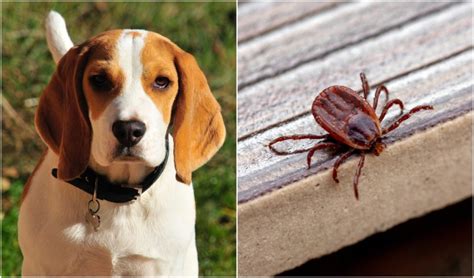 Brown Dog Tick Removal And Treatment