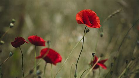Download Wallpaper 1920x1080 Poppies Flowers Red Wild Plant Full Hd