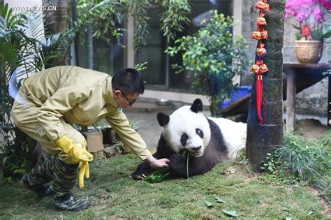 Worlds Oldest Living Panda In Captivity Celebrates 37th Birthday
