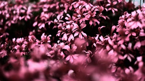 Pink Flowers Ultra Hd Blur 4k Hd Flowers 4k Wallpapers
