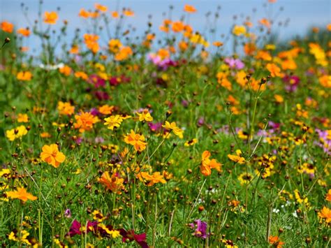 Growing Wild Flowers: How To Start A Wildflower Garden