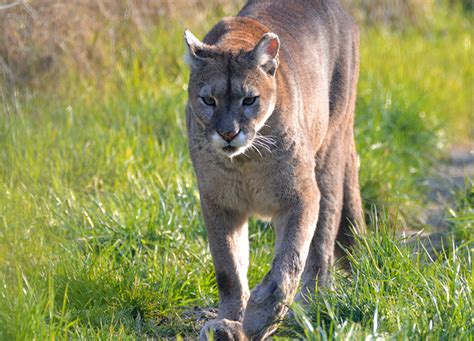Help Protect Our Mountain Lions Green Foothills