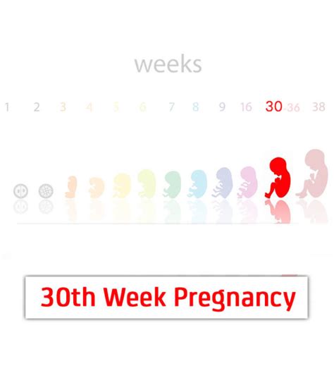 30 Weeks Pregnant Baby Development Symptoms And Tips
