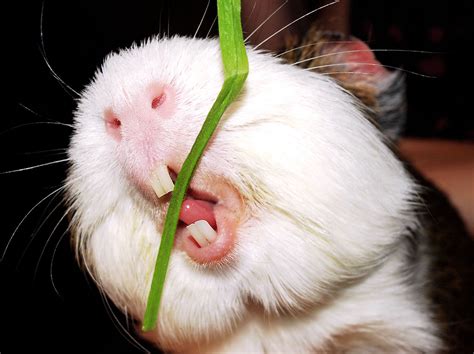Chomp ~ Balbinka Piggie Teeth White Hamster Teeth Ye Flickr