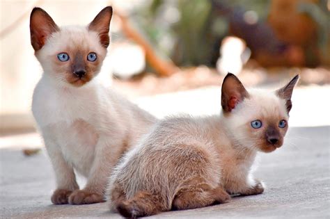 Siamese Cat Characteristics You Need Know