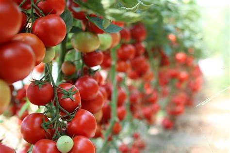 Online Crop Hd Wallpaper Cherry Tomatoes Garden Vegetables
