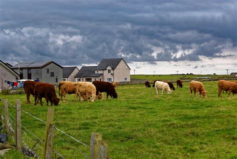 Fotos Gratis Paisaje Césped Campo Granja Prado Pradera Ganado