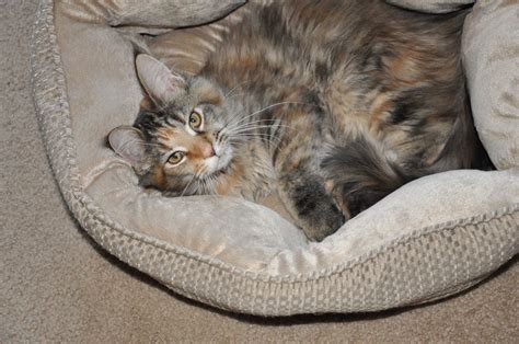 Maine coons are very active and sociable creatures that love to explore, play and relax! Europa of EuroCoons Black Classic Tortie Female Maine Coot ...