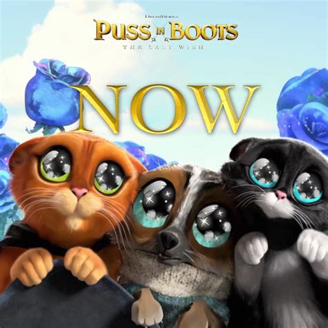 Dreamworks Animation On Twitter Cuteness Overload Watch Pussinboots The Last Wish At Home