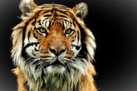 Are Sumatran Tigers Endangered Hubpages