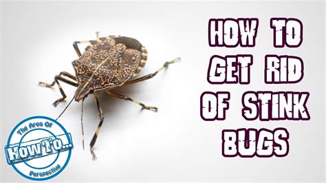 How To Get Rid Of Stink Bugs Youtube