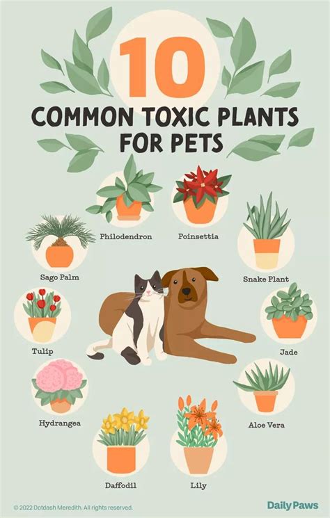 The 10 Most Common Toxic Plants For Your Cats And Dogs Daily Infographic