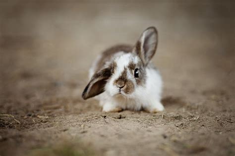 100 Funny Rabbit Names For Your Silly Bunny Pet Keen