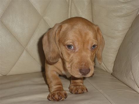 55 Dachshund Puppies For Sale Indiana Picture Codepromos