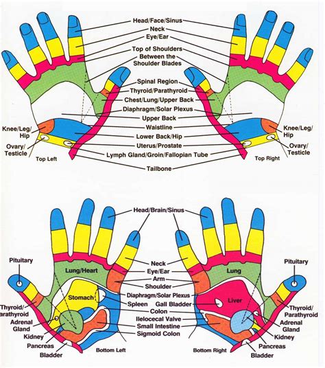 High Resolution Printable Hand Reflexology Chart Theyre Located On