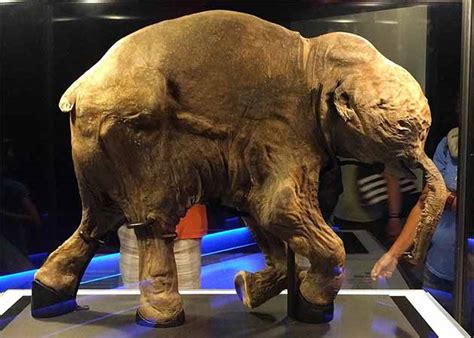 Can Cloning Revive Extinct Species Protect Endangered Ones