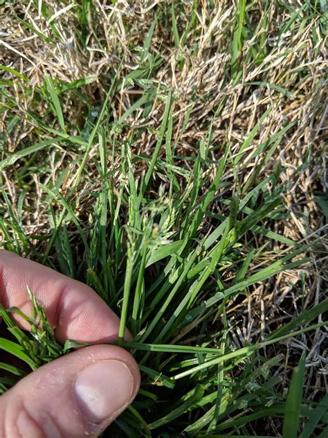 What Does Crabgrass Look Like In Lawn