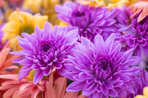 Beautiful Purple Chrysanthemum Flower In Close Up Stock Image Image