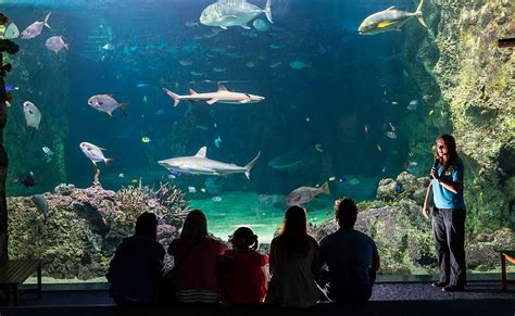 Sea Life Sydney Aquarium — Educationhq