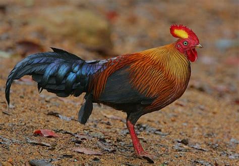12 Amazing Wild Animals Found In Sri Lanka Island