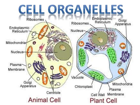 Ppt Cell Organelles Powerpoint Presentation Free Download Id6760301