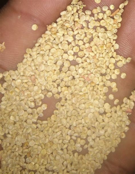Quinoa At Rs Kilogram In Neemuch Id