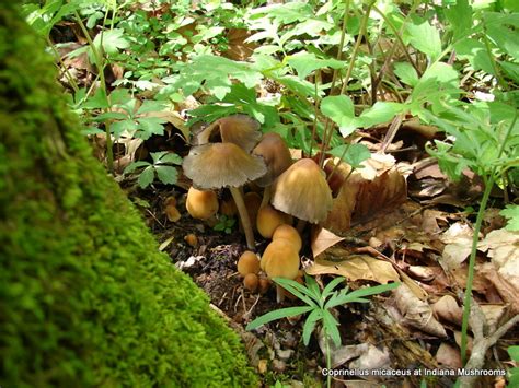 Coprinellus Micaceus At Indiana Mushrooms