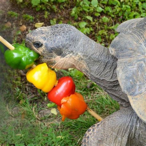 Take your food donation to bscs food bank. How to Properly Take Care of a Big Tortoise | Tortoise ...