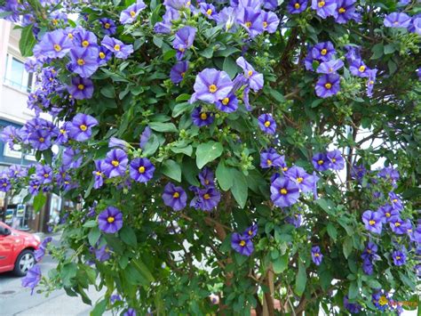 Maybe you would like to learn more about one of these? Buisson a fleur bleue - fleur de passion