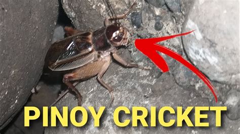 Pinoy Cricket Insektong Maingay Pag Gabi Noisy Night Insect Youtube