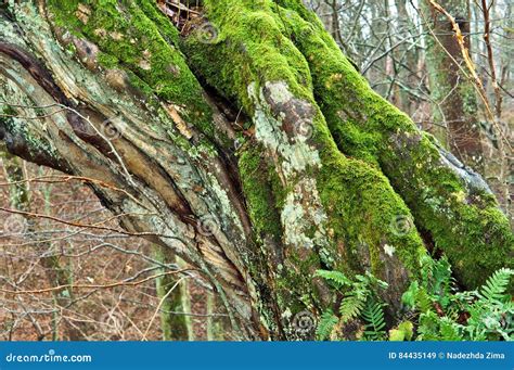 Tree Old Broken Wet Fallen The Moss On The Tree Stock Image Image Of