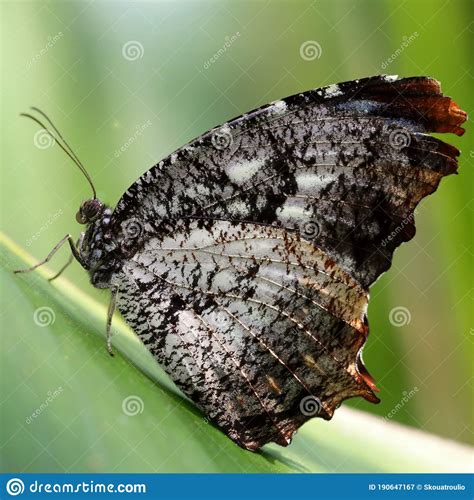 Beautiful Black Butterfly On Leaf Stock Image Image Of Wings Natural