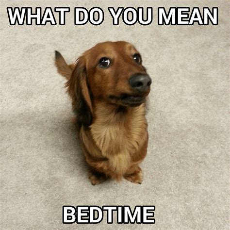 What Do You Mean Bedtime Dachshund Meme Source Brunoshortfoot On