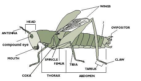I explain that students will cut each word out and glue it to match the part that it goes with. Florida 4-H Bug Club - Bug Diversity Study Guide