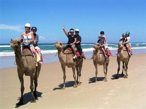 The cost of camel safaris in jaipur may vary for adults and. Qatar South Coast Tour With Camel Ride
