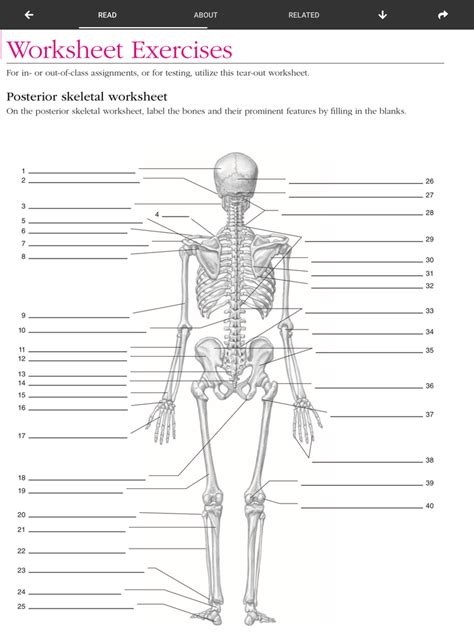 Blank Skeleton Printable